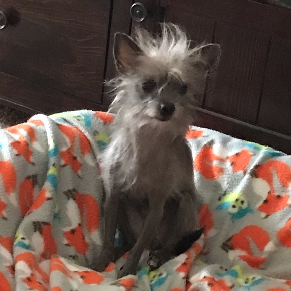 Meet your Posher, Alma - Picture 1 of 1